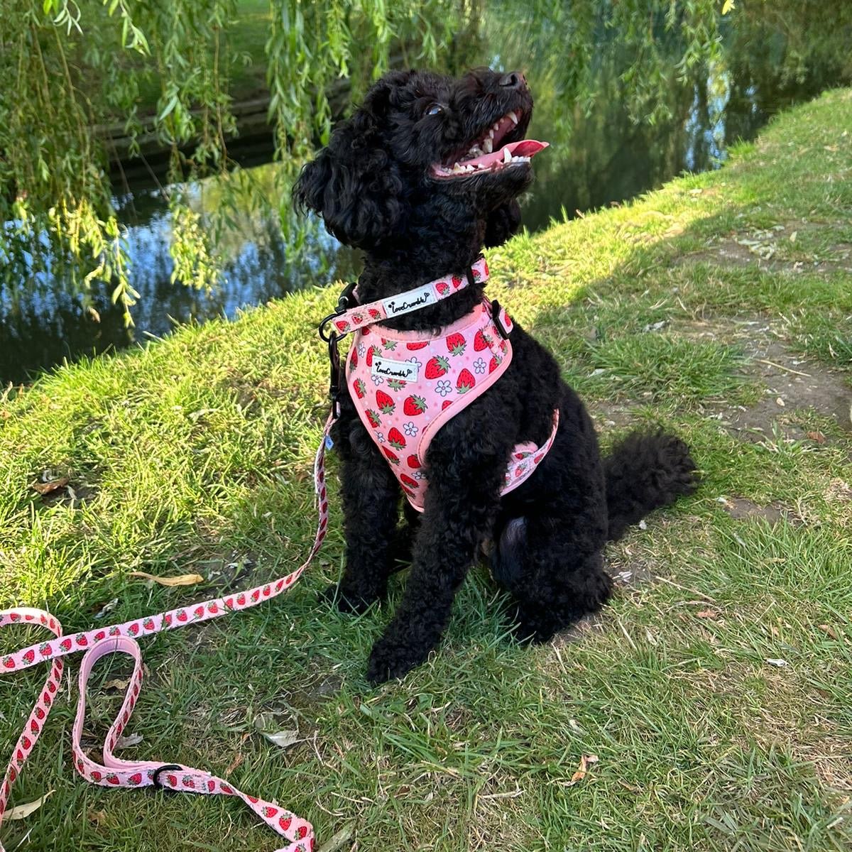 Strawberry Fields Set - Dog Harness, Lead, Collar & Poo Bag Holder