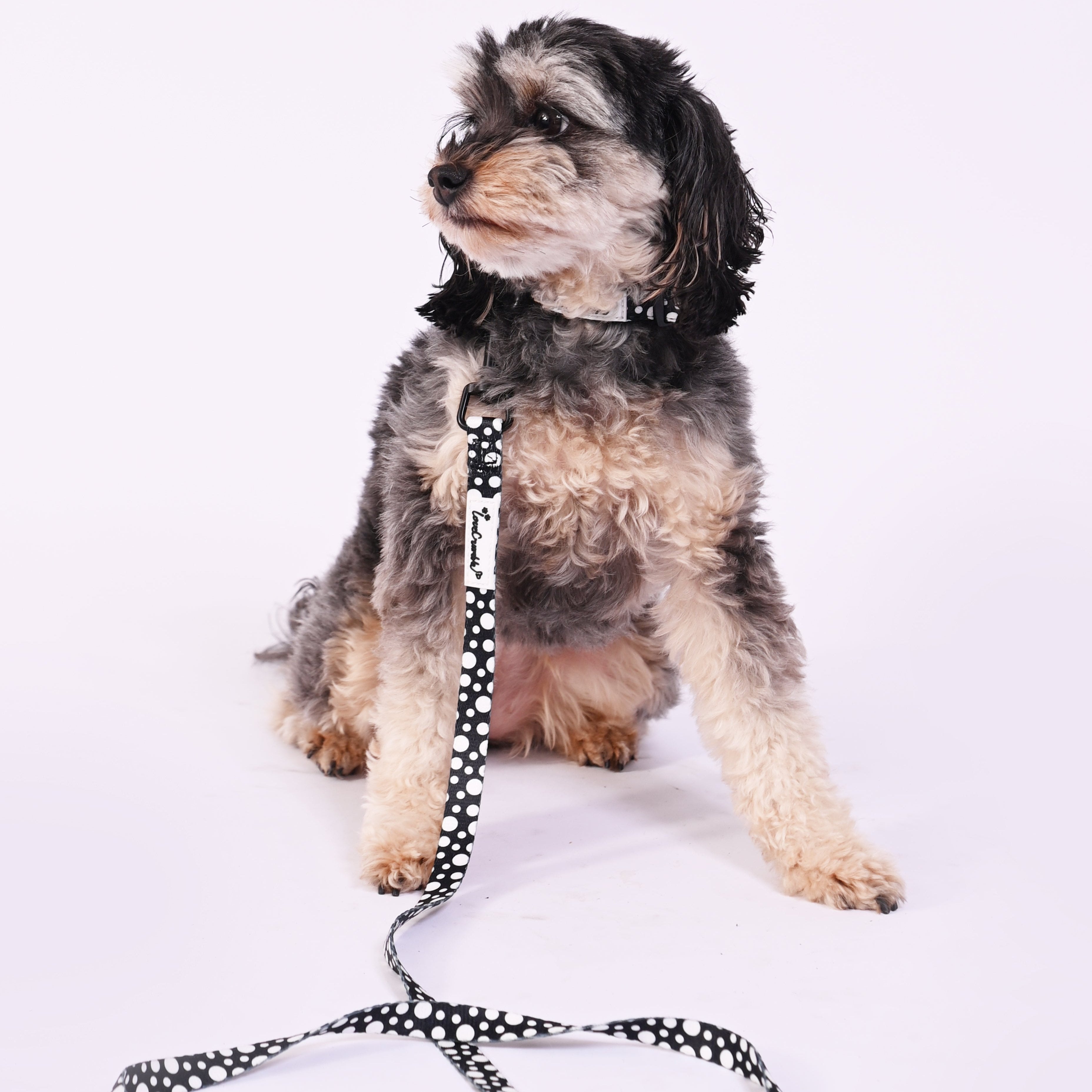 Polka Dog’ Set - Dog Harness, Lead, Collar & Poo Bag Holder