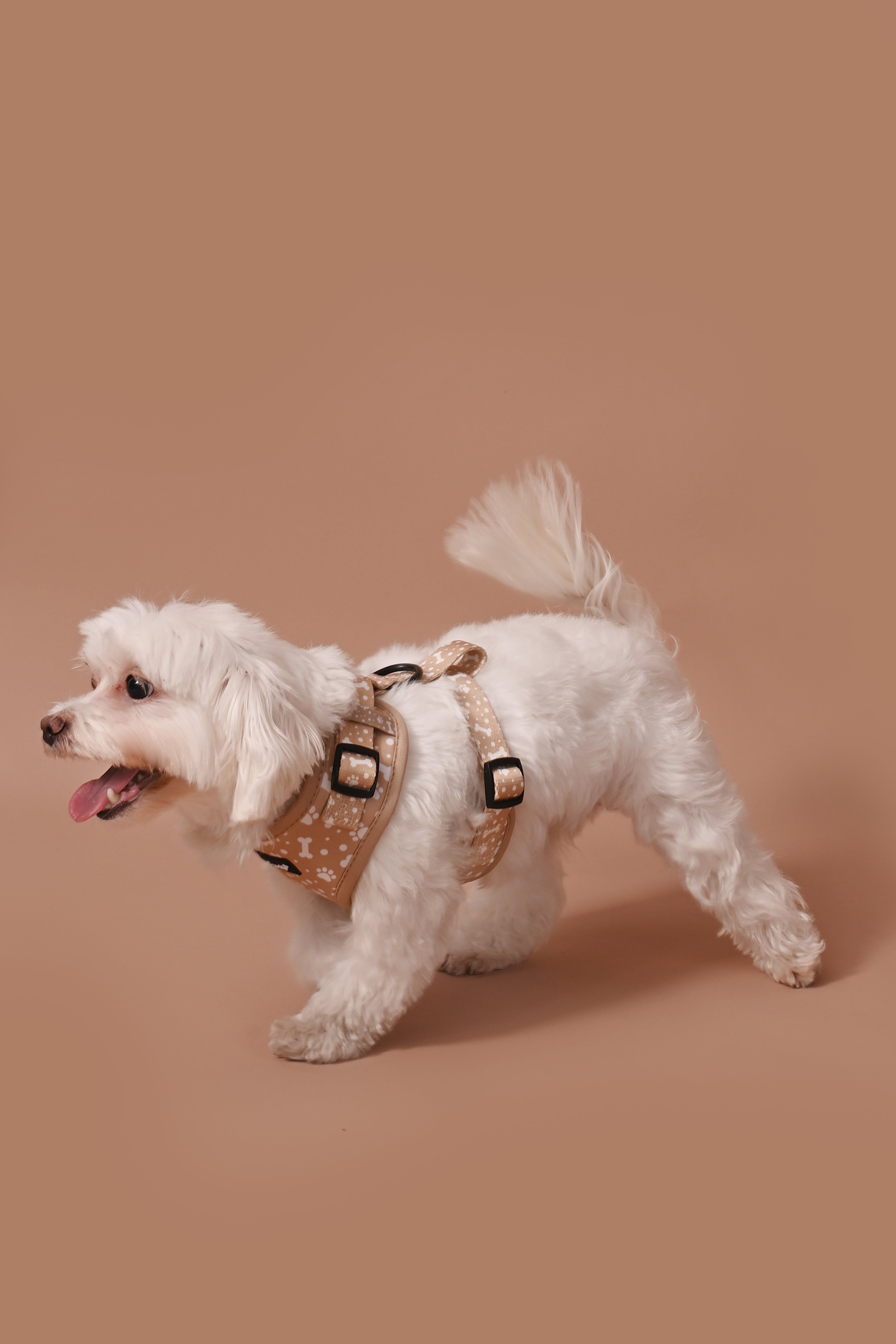 Paws & Bones Delight Set - Dog Harness, Lead, Collar & Poo Bag Holder