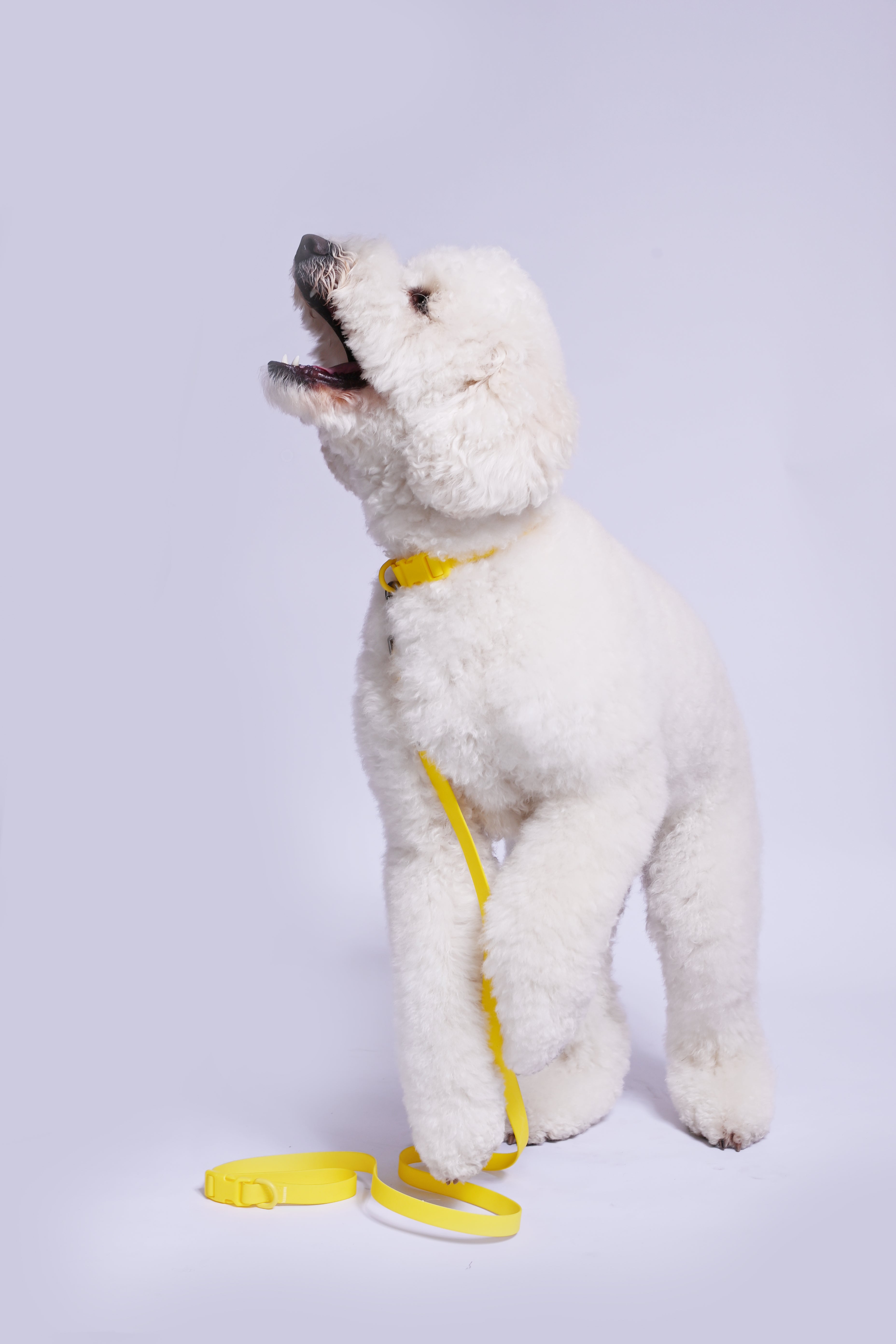 Biothane Wipe Clean Dog Lead & Collar - Macaron Yellow