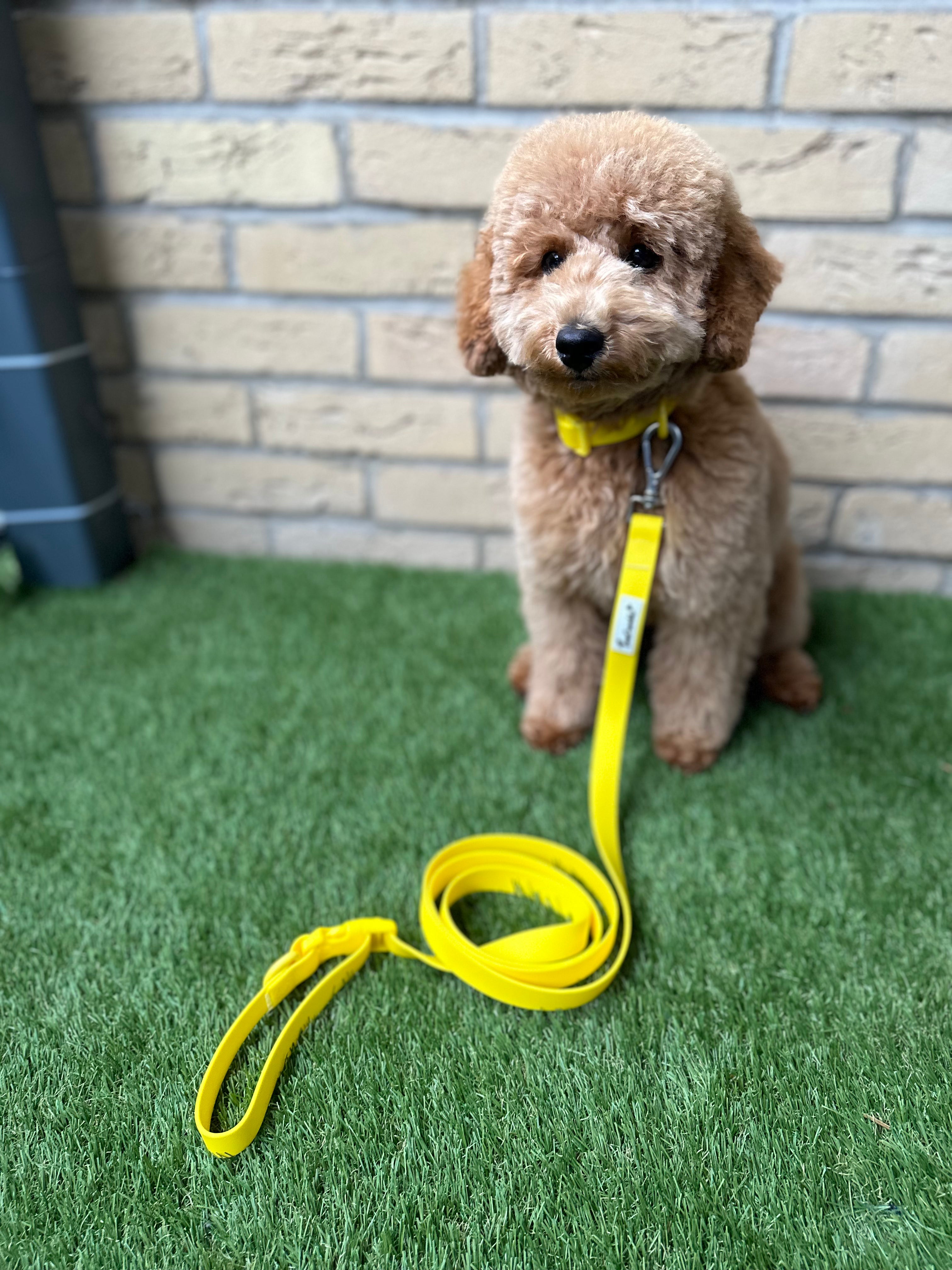 Biothane Wipe Clean Dog Lead & Collar - Macaron Yellow