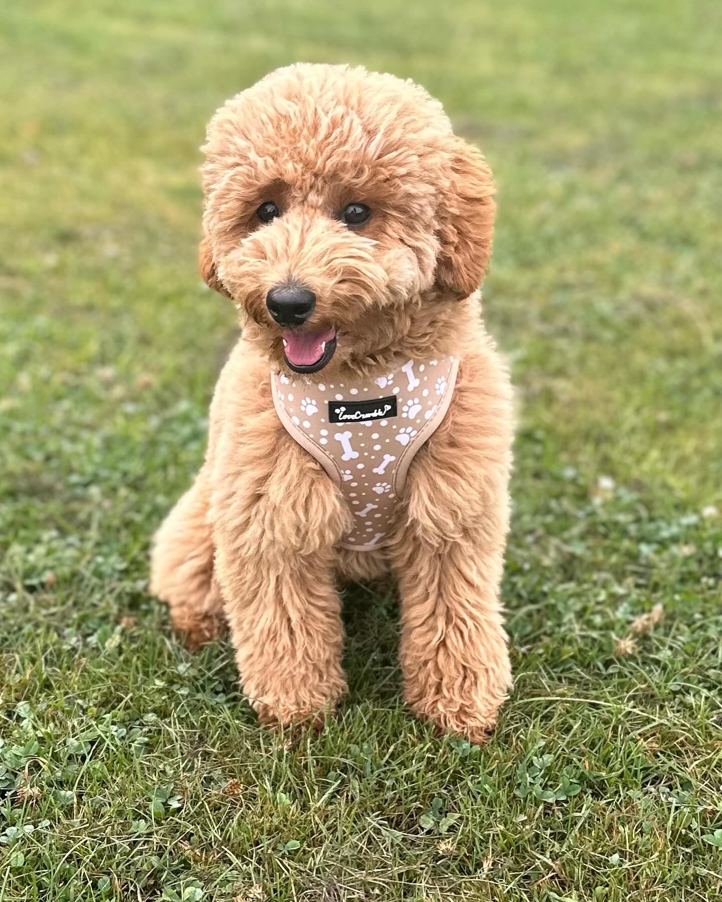 Paws & Bones Delight Dog Harness
