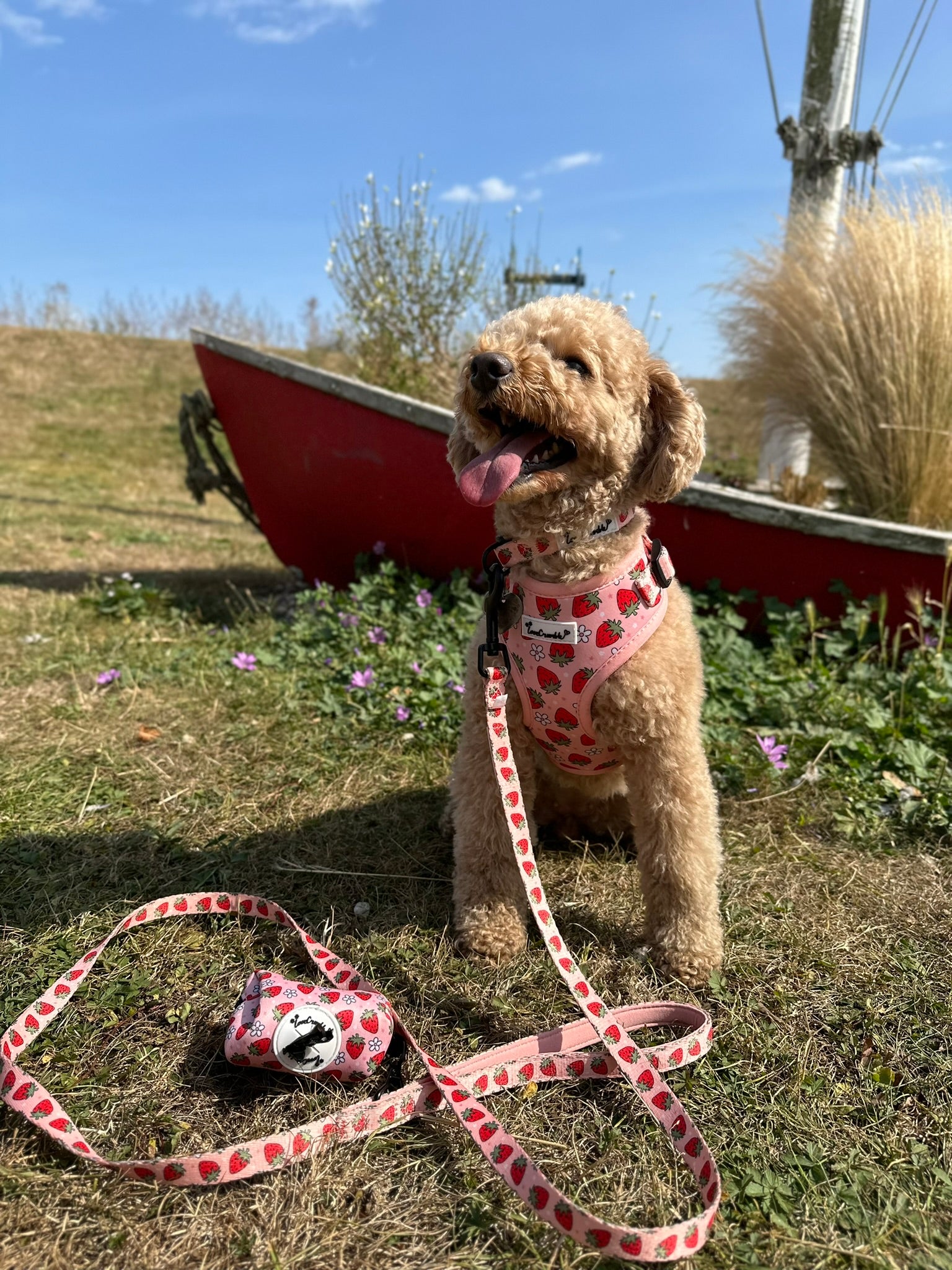 Strawberry Fields Set - Dog Harness, Lead, Collar & Poo Bag Holder