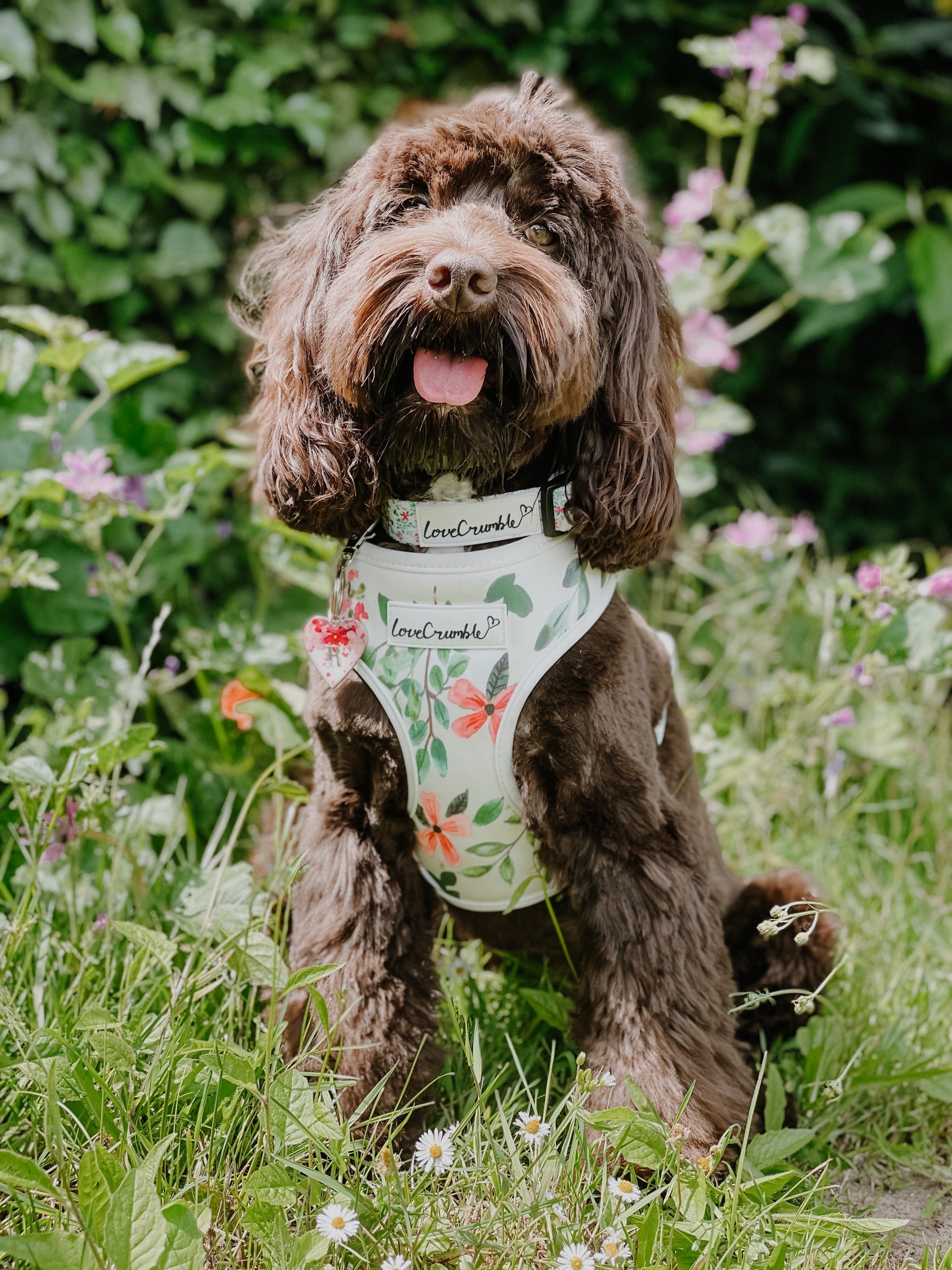 Spring Meadow Dog Collar & Lead Set