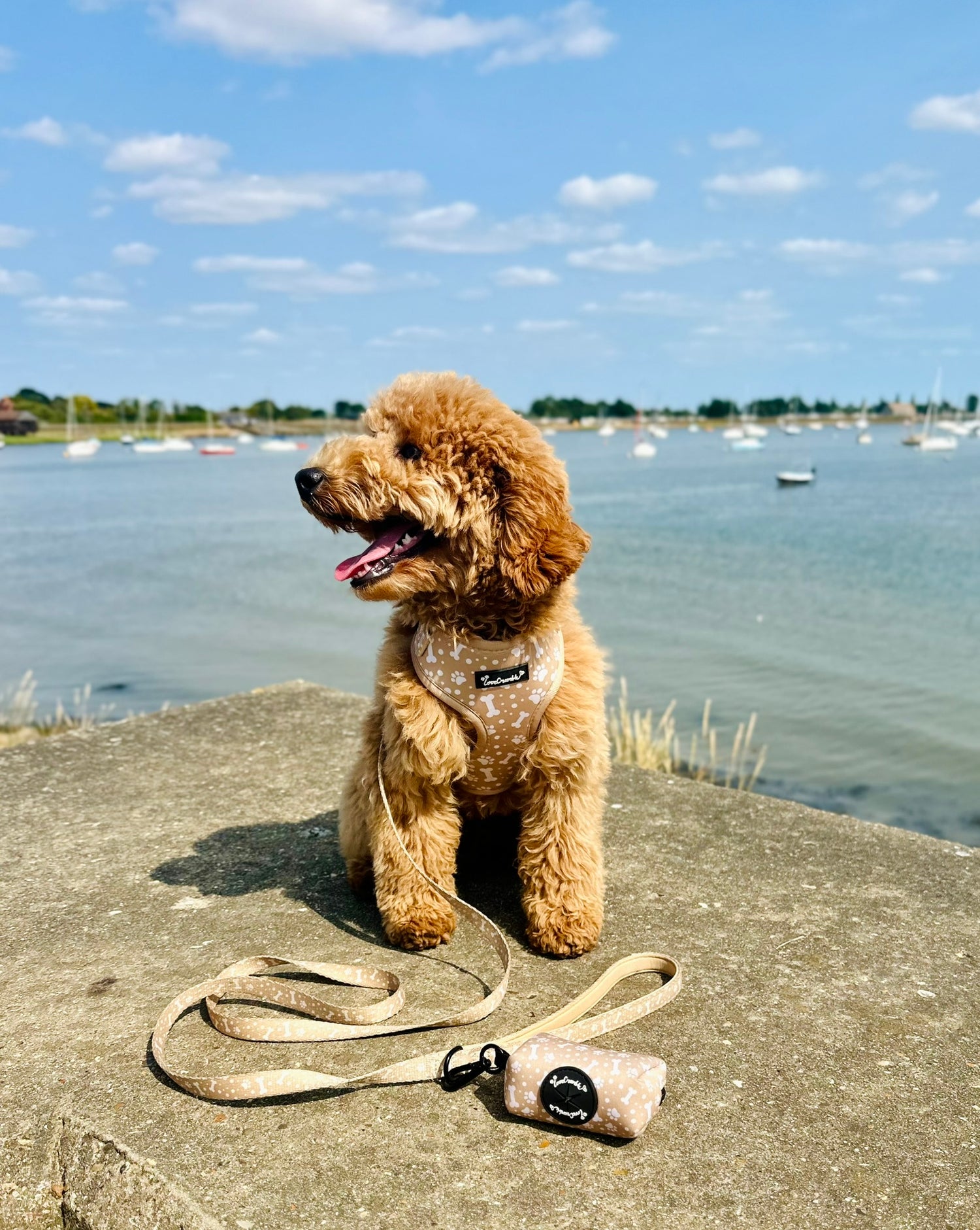 Paws & Bones Delight Set - Dog Harness, Lead, Collar & Poo Bag Holder