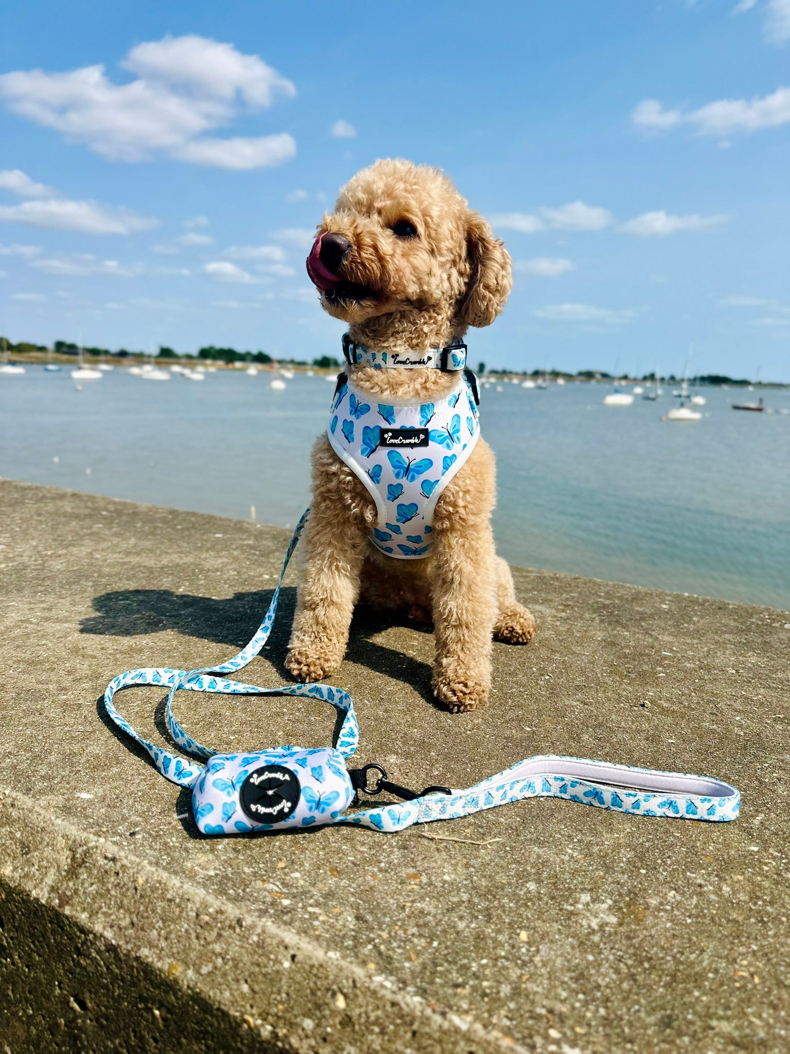 Blue Butterfly Dreams Set - Dog Harness, Lead, Collar & Poo Bag Holder