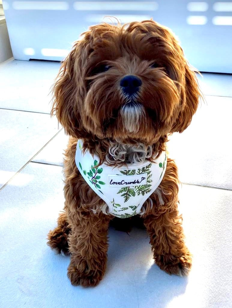 LoveCrumble Floral Sets - Dog Harness, Collar & Lead