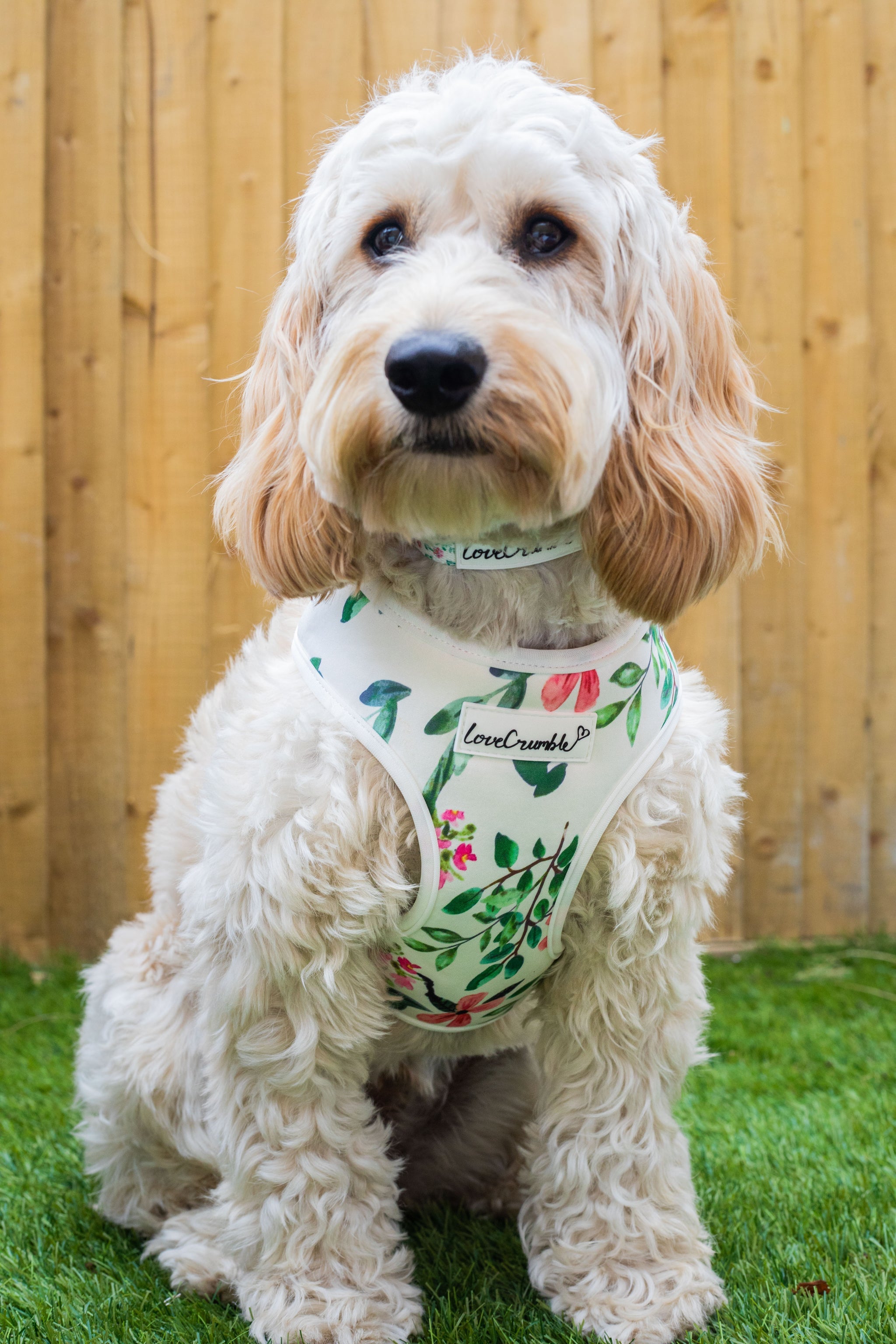 Spring Meadow Dog Collar & Lead Set