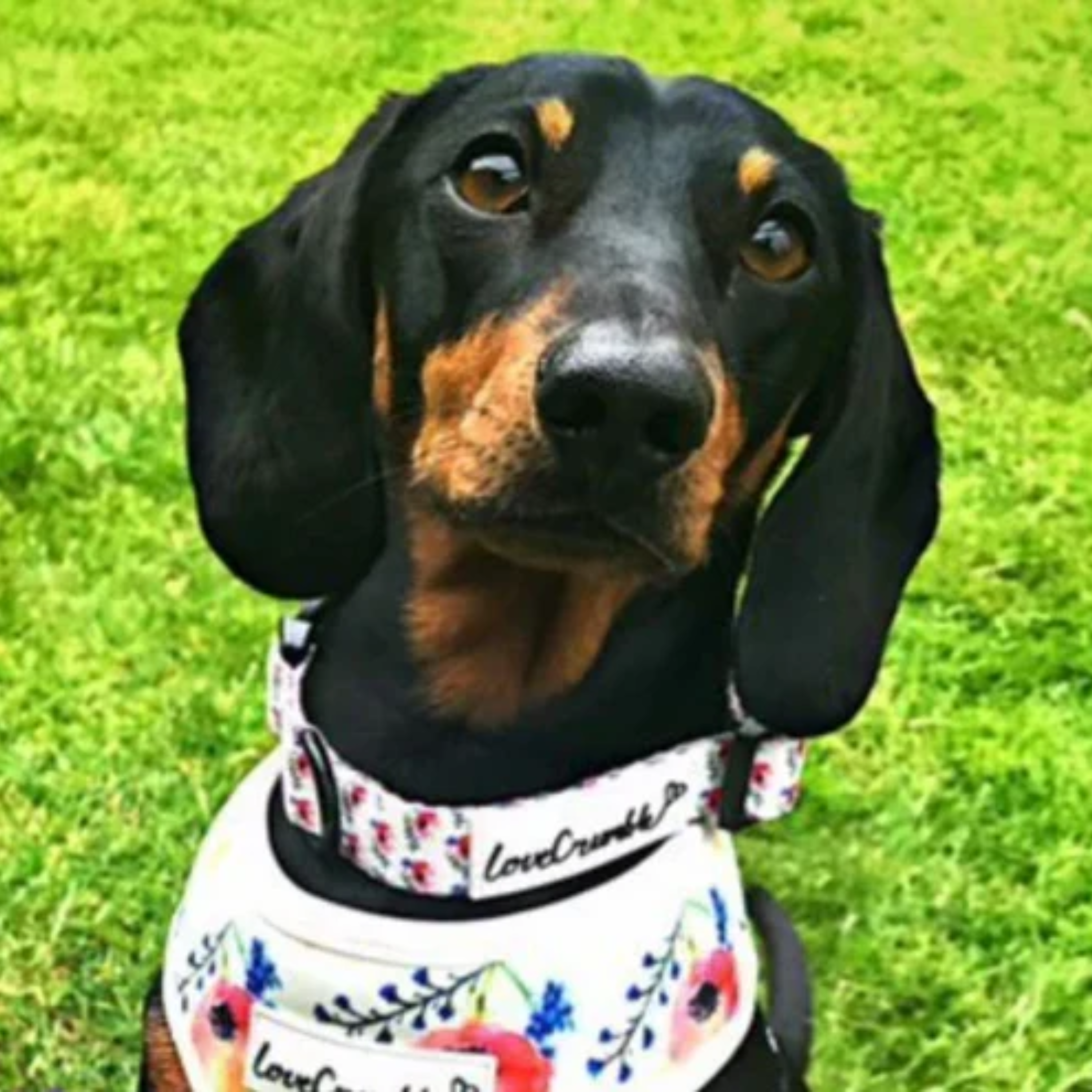 LoveCrumble Floral Sets - Dog Harness, Collar & Lead