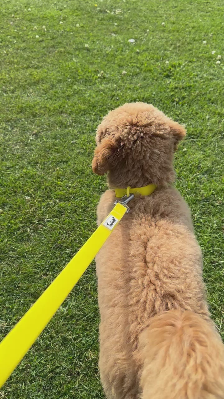 Biothane Wipe Clean Dog Lead & Collar - Macaron Yellow