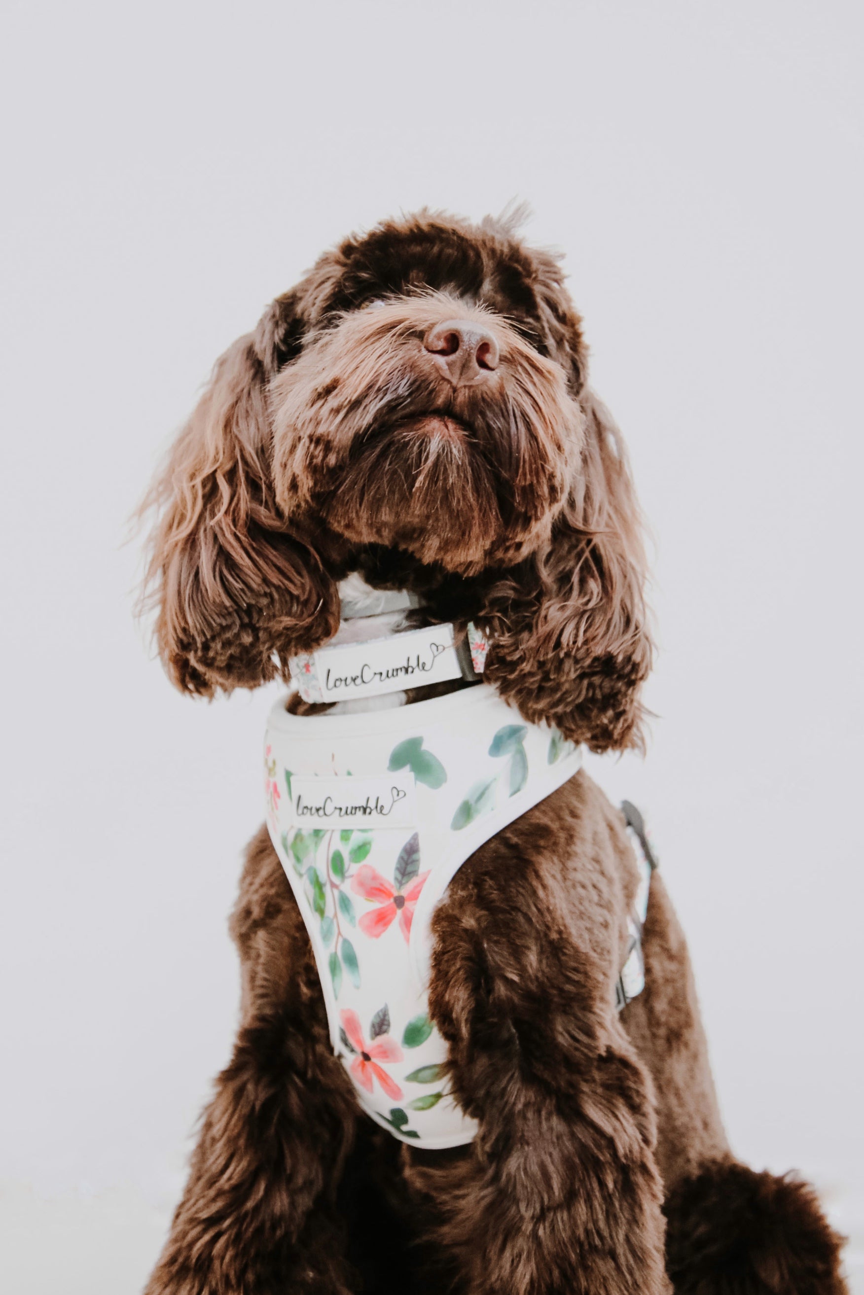 Spring Meadow Dog Harness