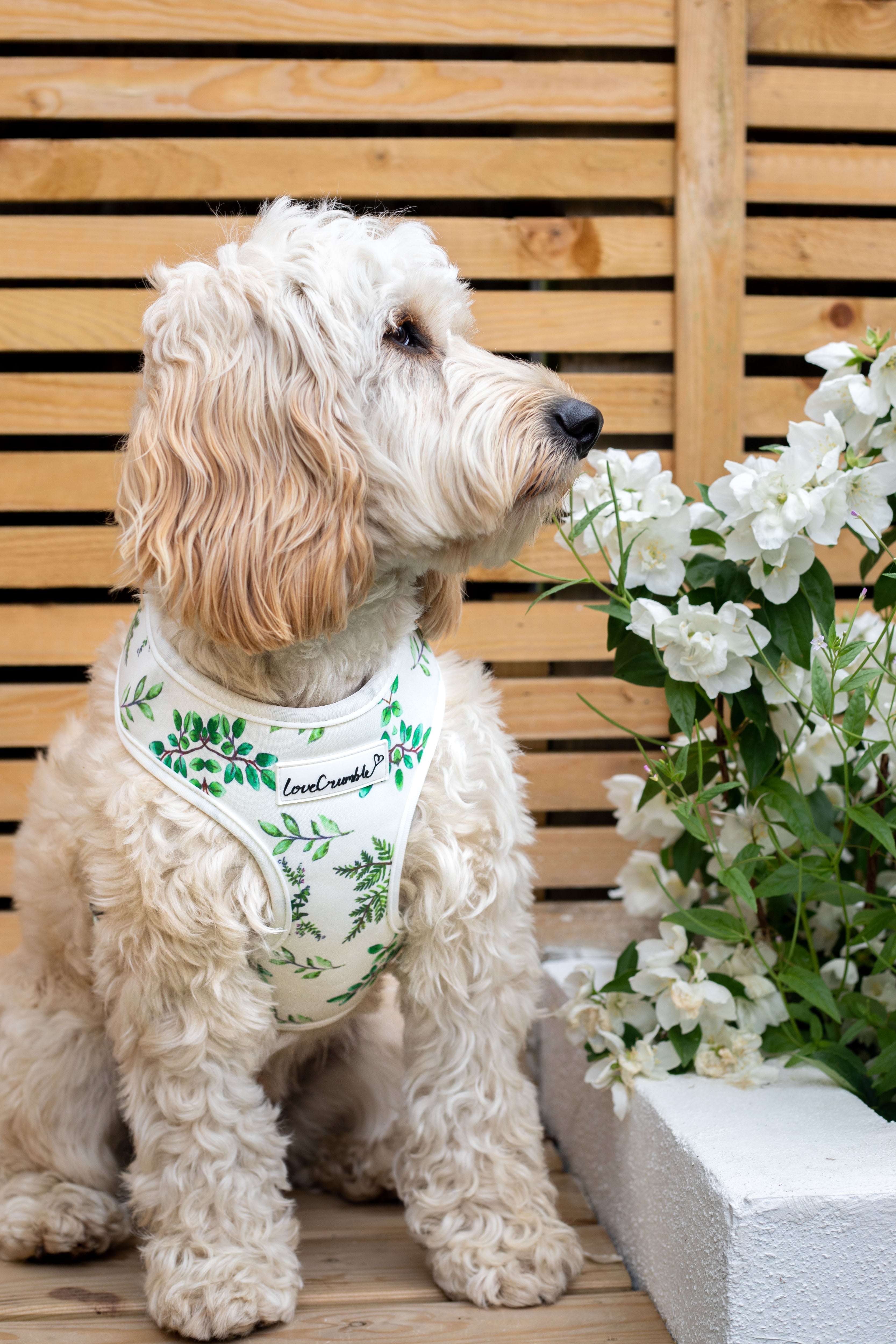 Botanical Garden Set - Dog Harness, Collar & Lead