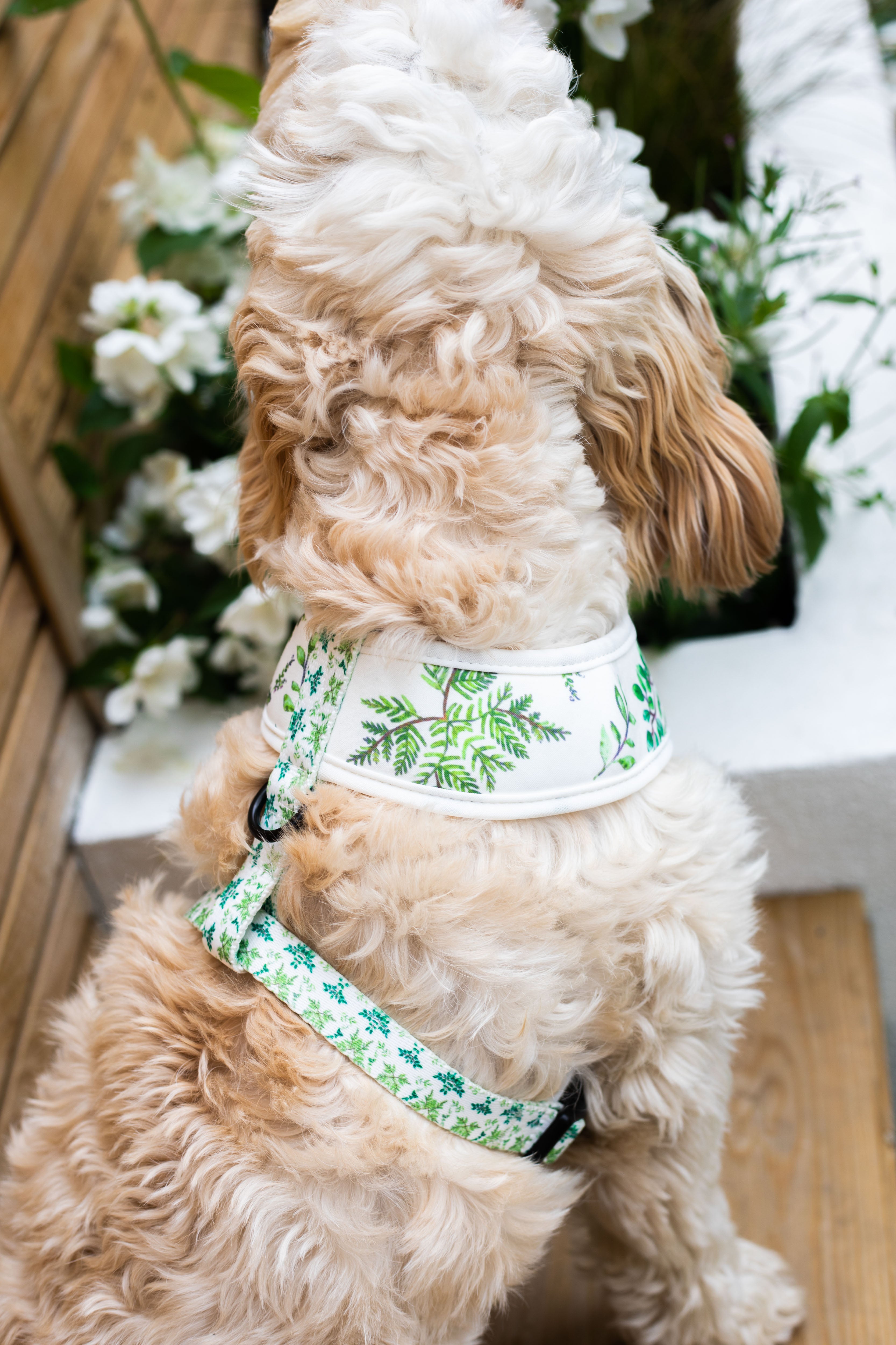 Botanical Garden Dog Harness