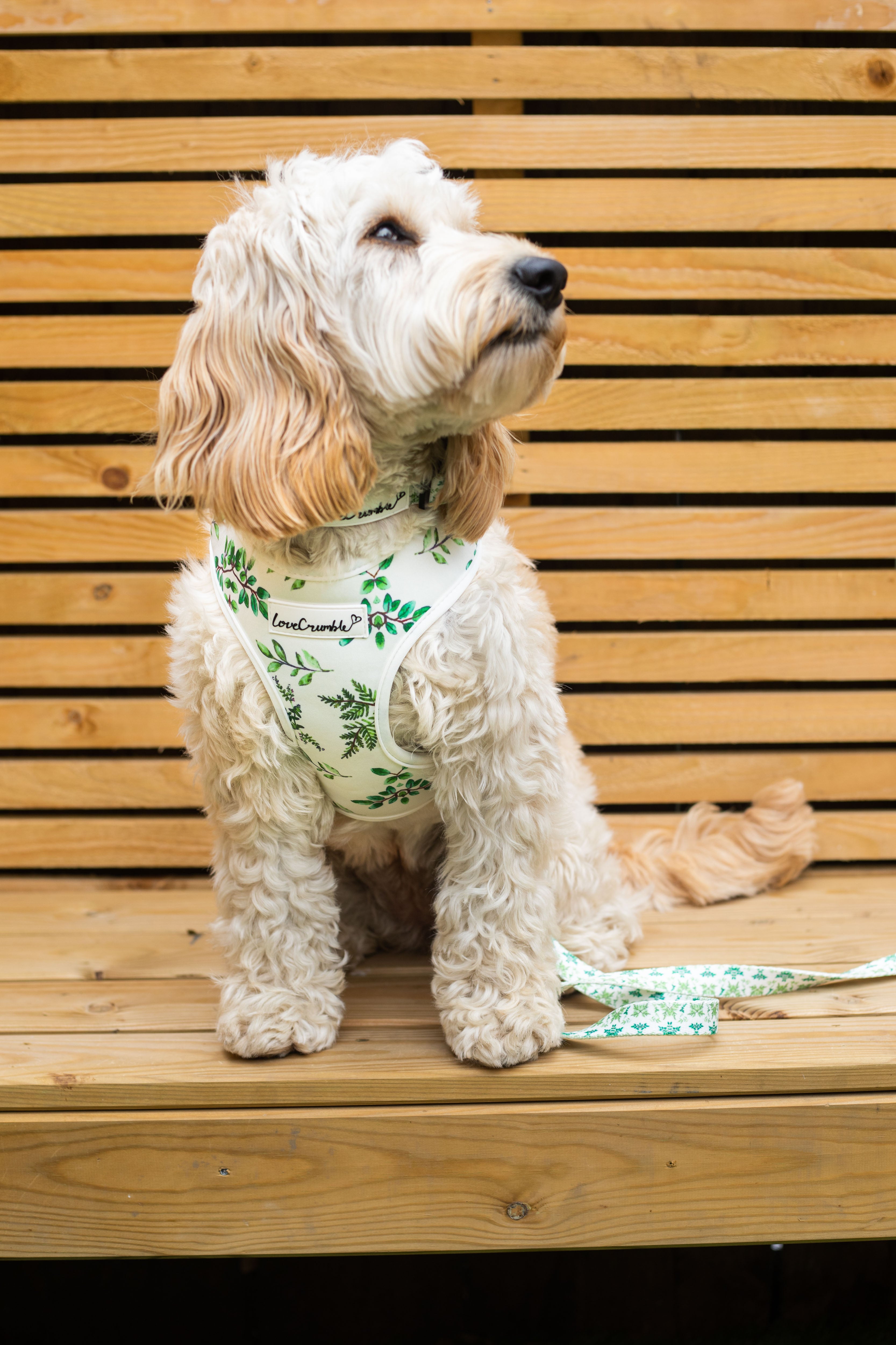 Botanical Garden Set - Dog Harness, Collar & Lead