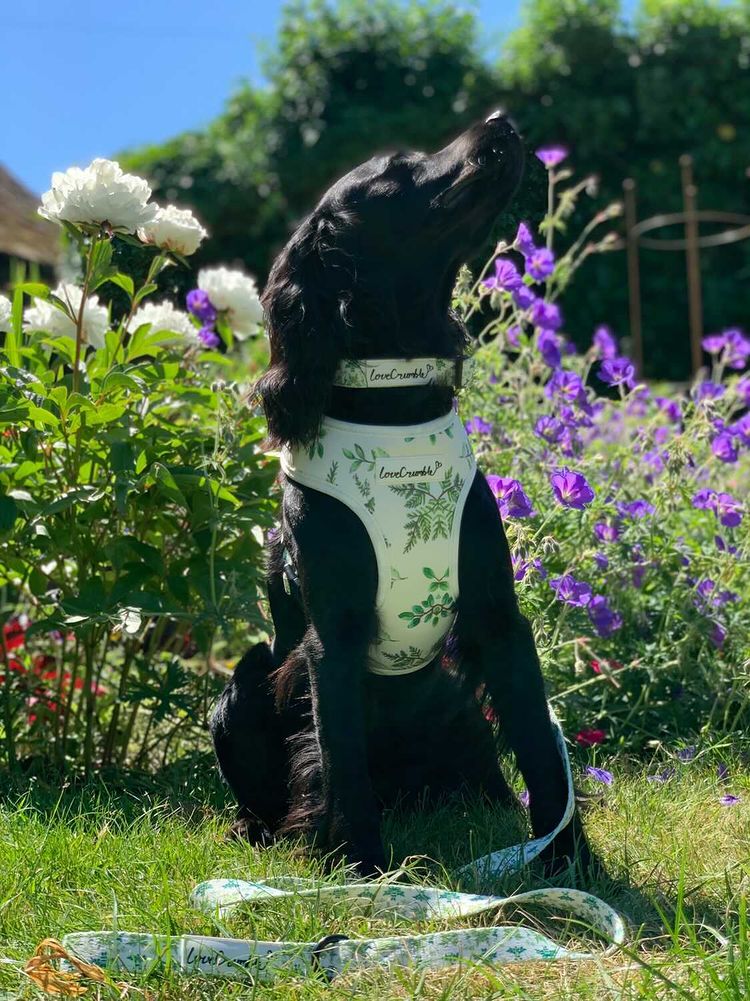 Botanical Garden Set - Dog Harness, Collar & Lead