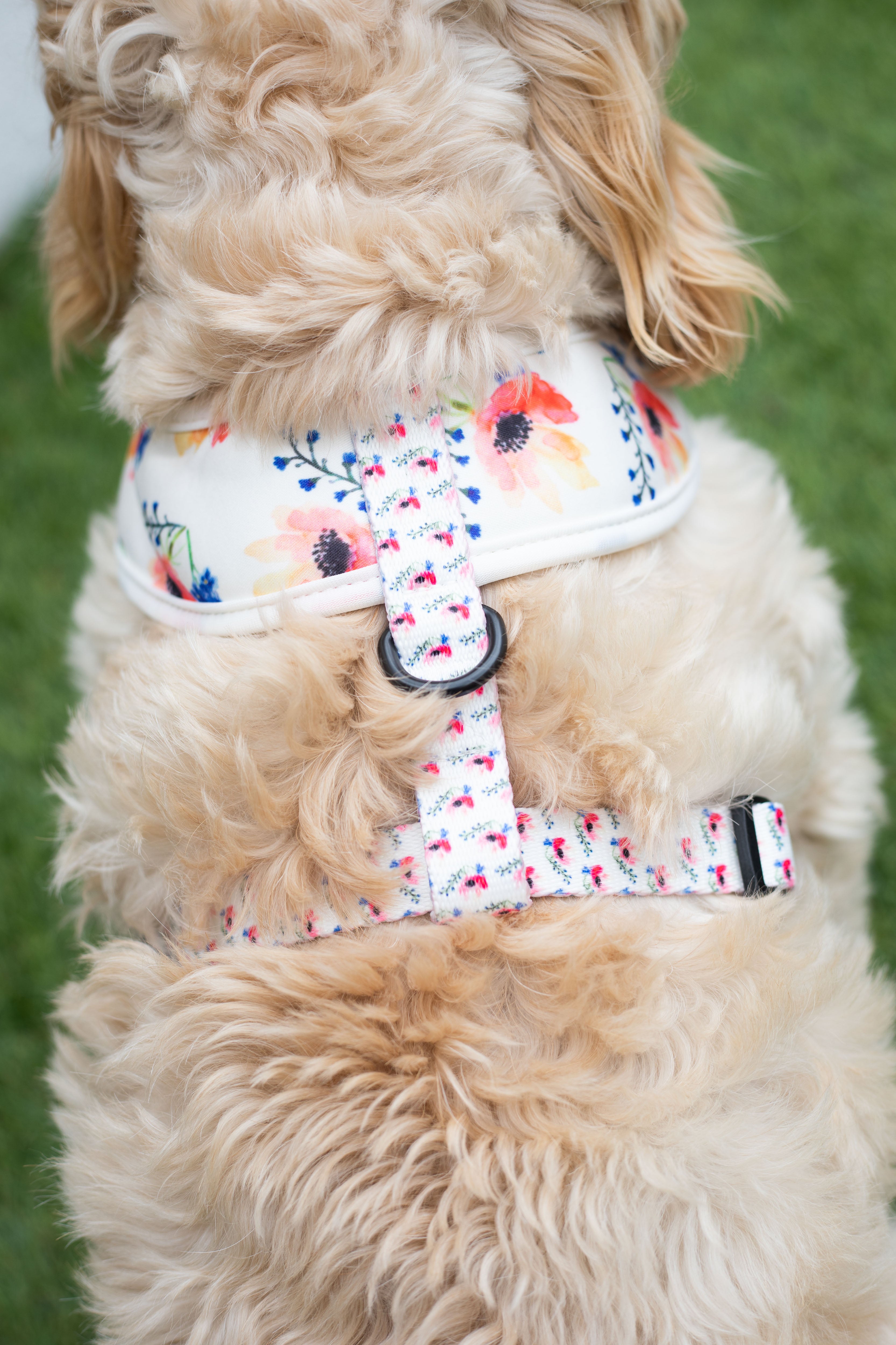 Chelsea Flowers Dog Harness
