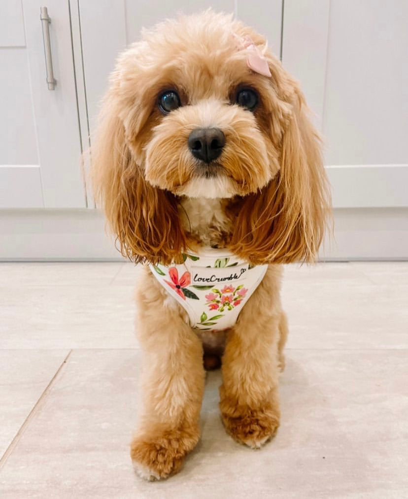 Spring Meadow Set - Dog Harness, Collar & Lead