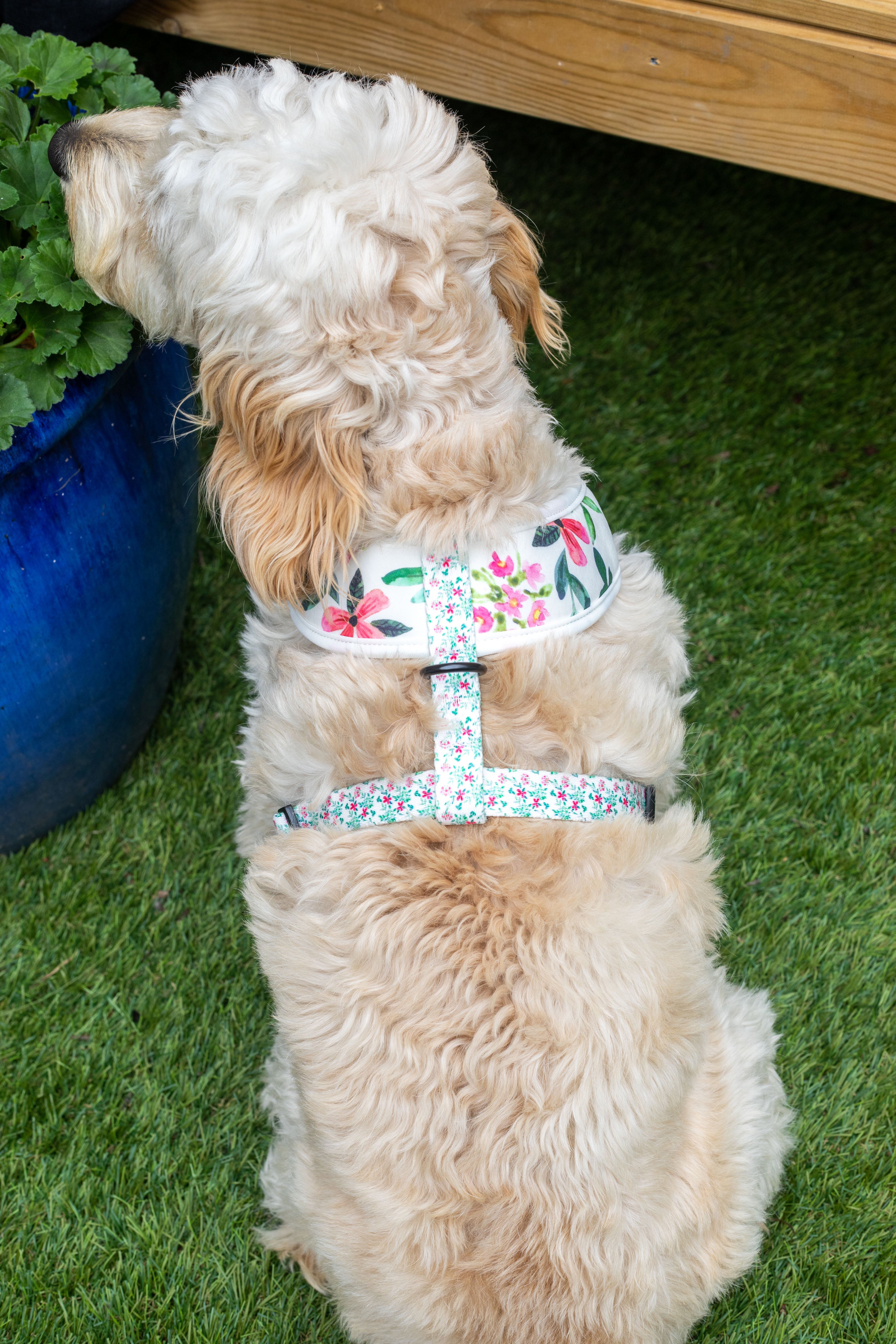 Spring Meadow Dog Harness