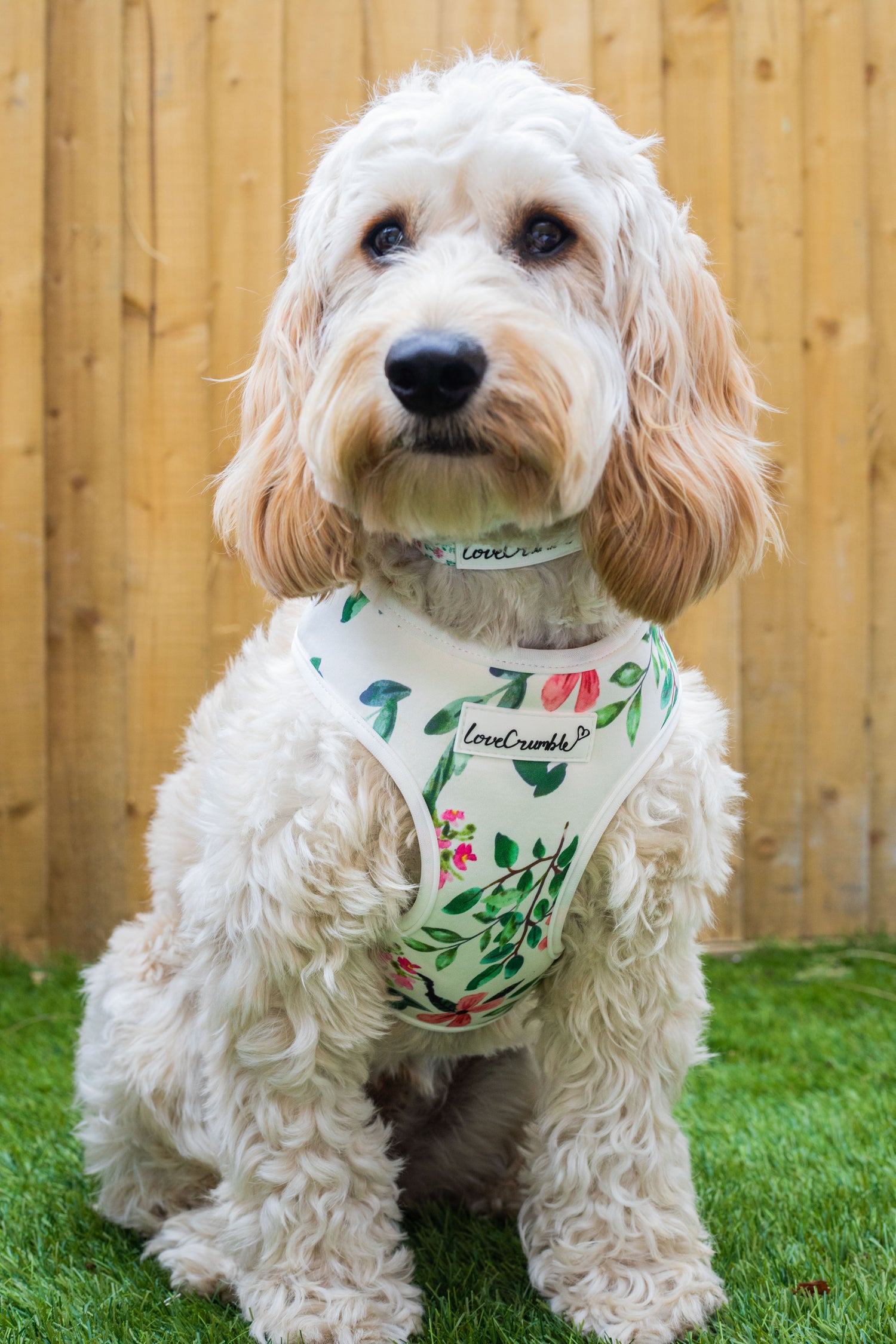 Spring Meadow Set - Dog Harness, Collar & Lead