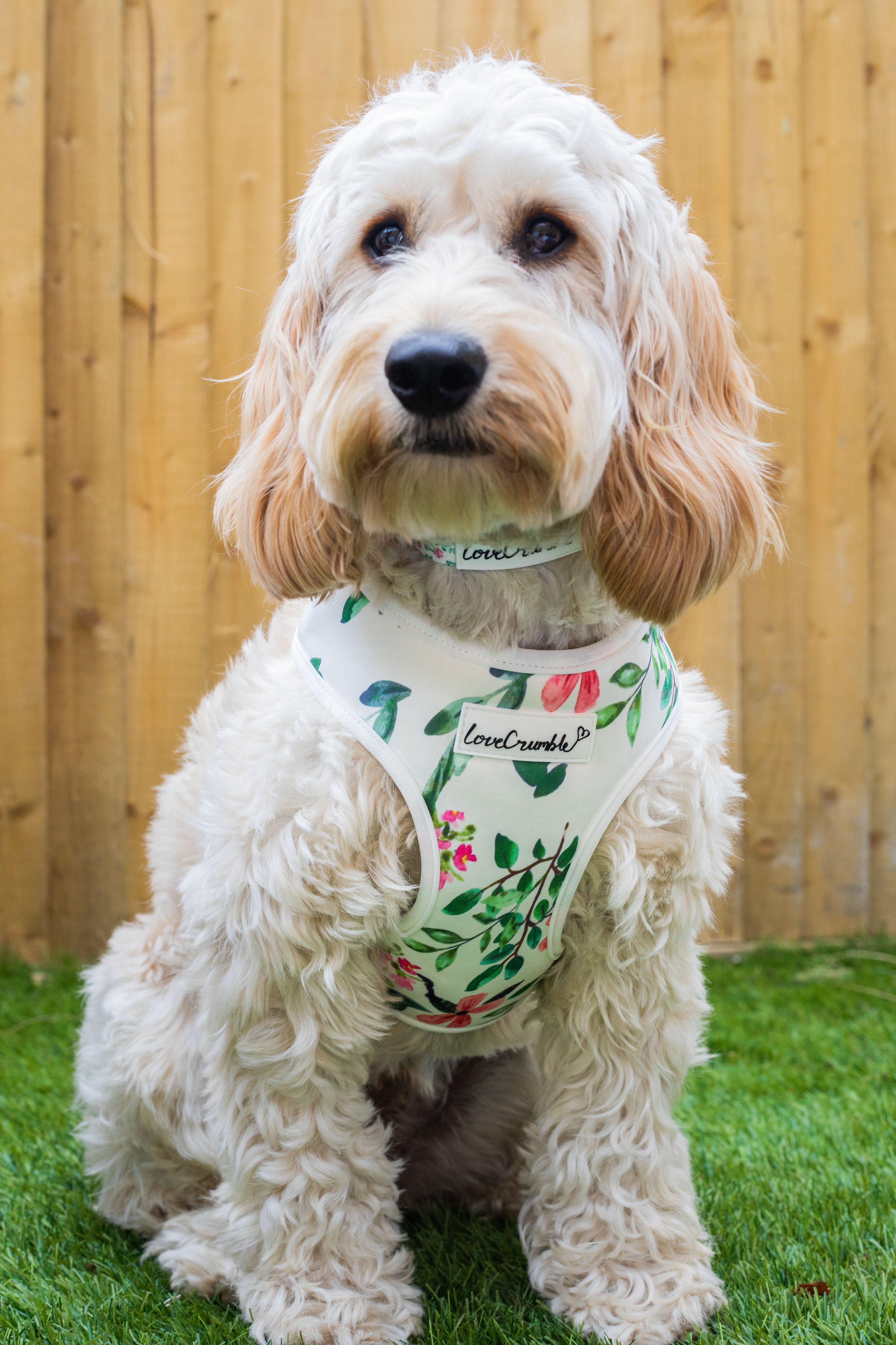 Spring Meadow Set - Dog Harness, Collar & Lead
