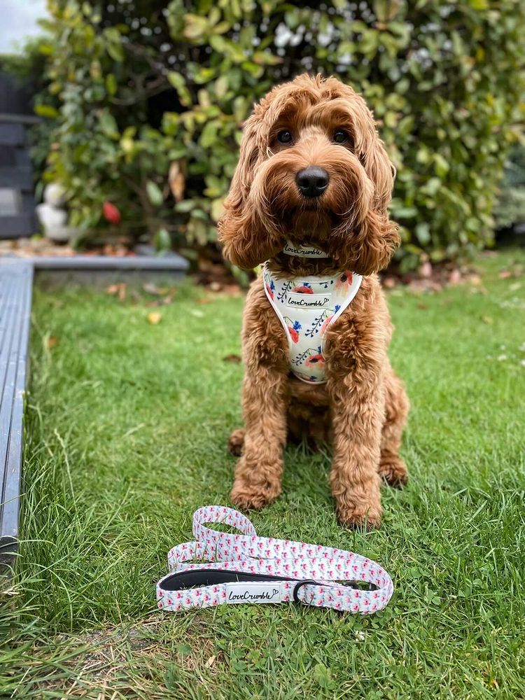 Chelsea Flowers Set - Dog Harness, Collar & Lead