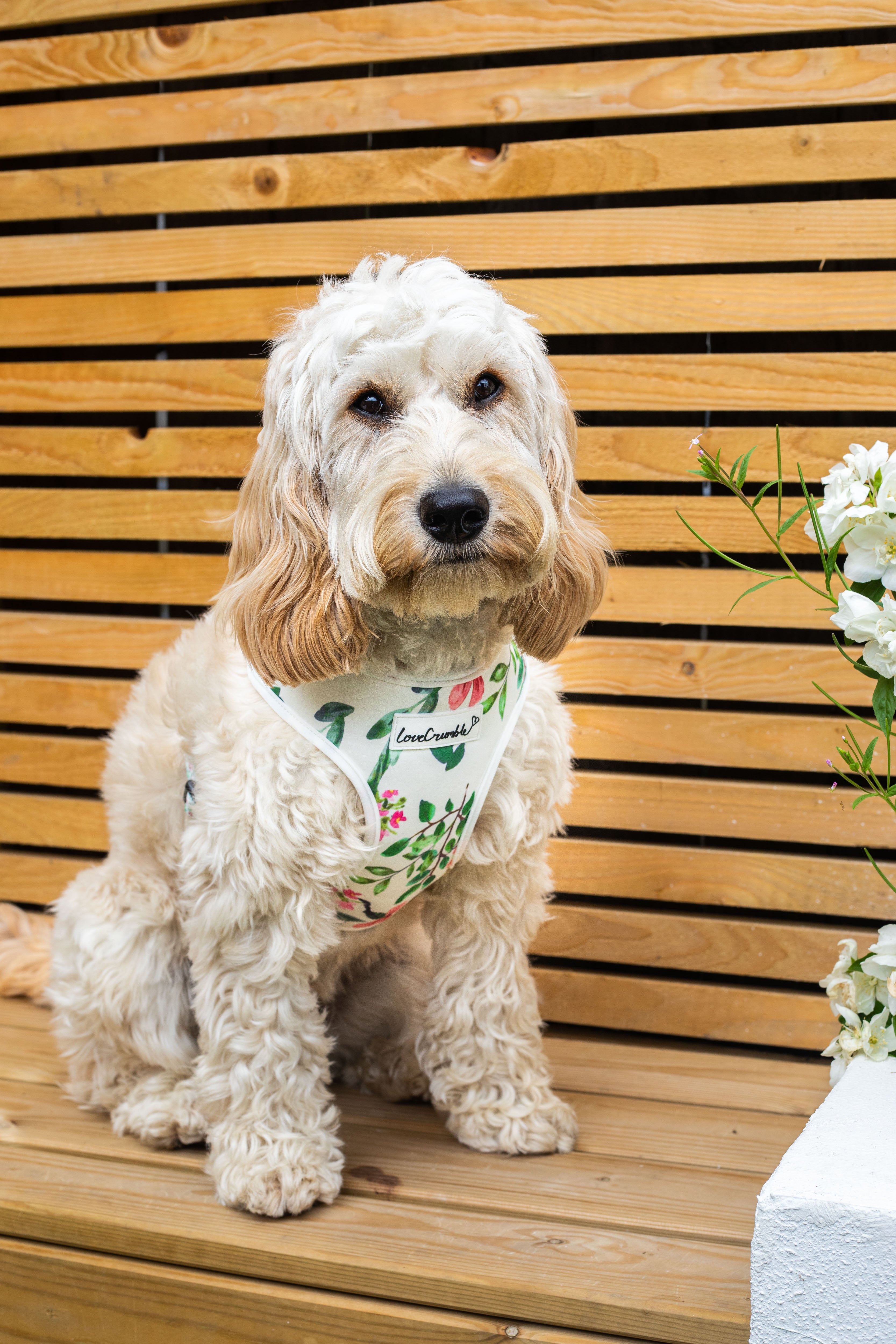 Spring Meadow Dog Harness