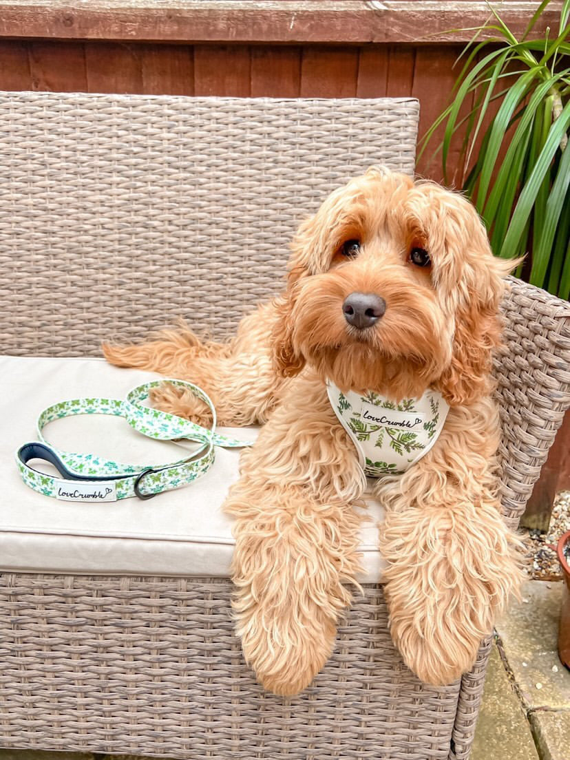 Botanical Garden Dog Harness