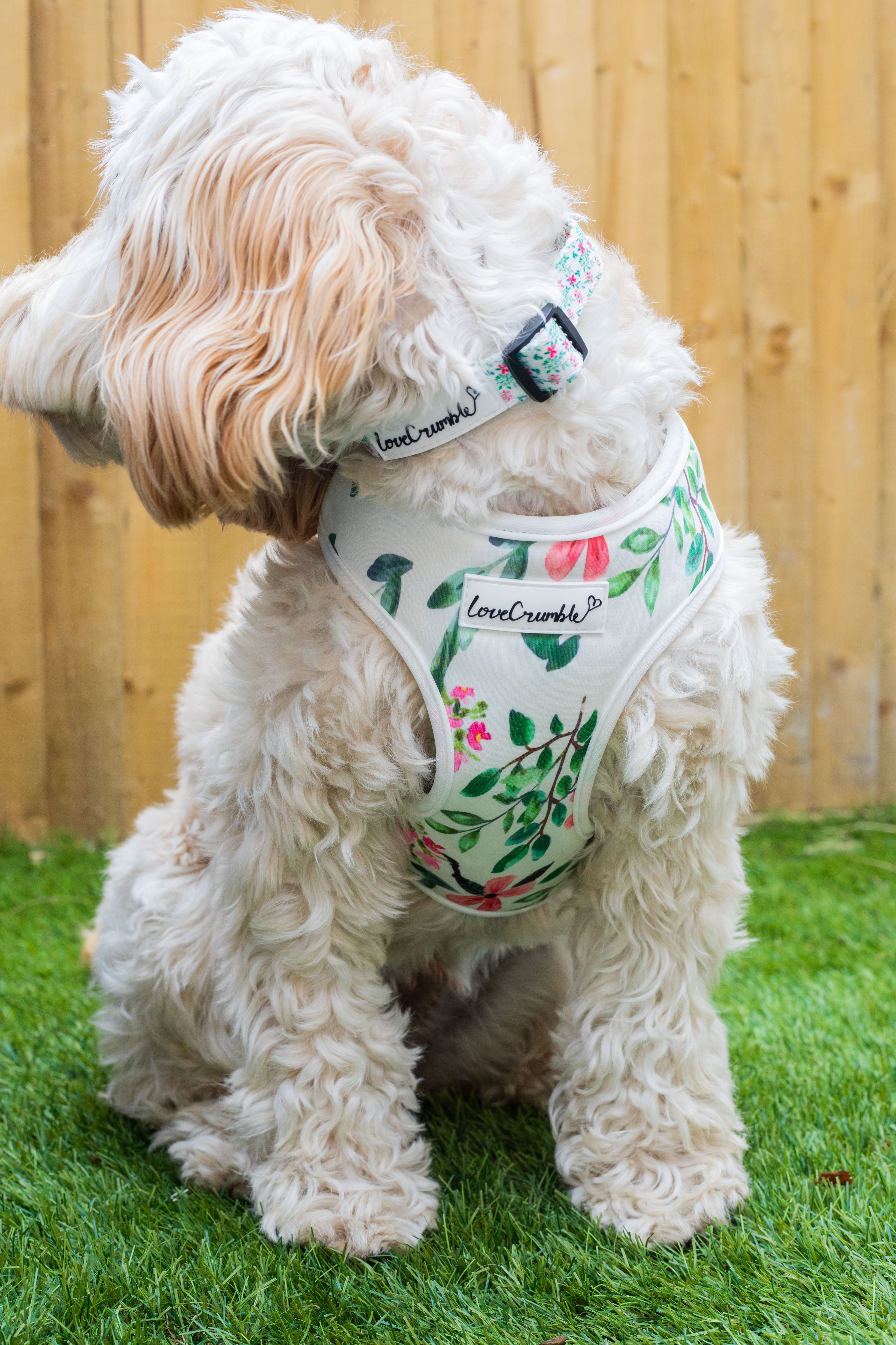 Spring Meadow Set - Dog Harness, Collar & Lead