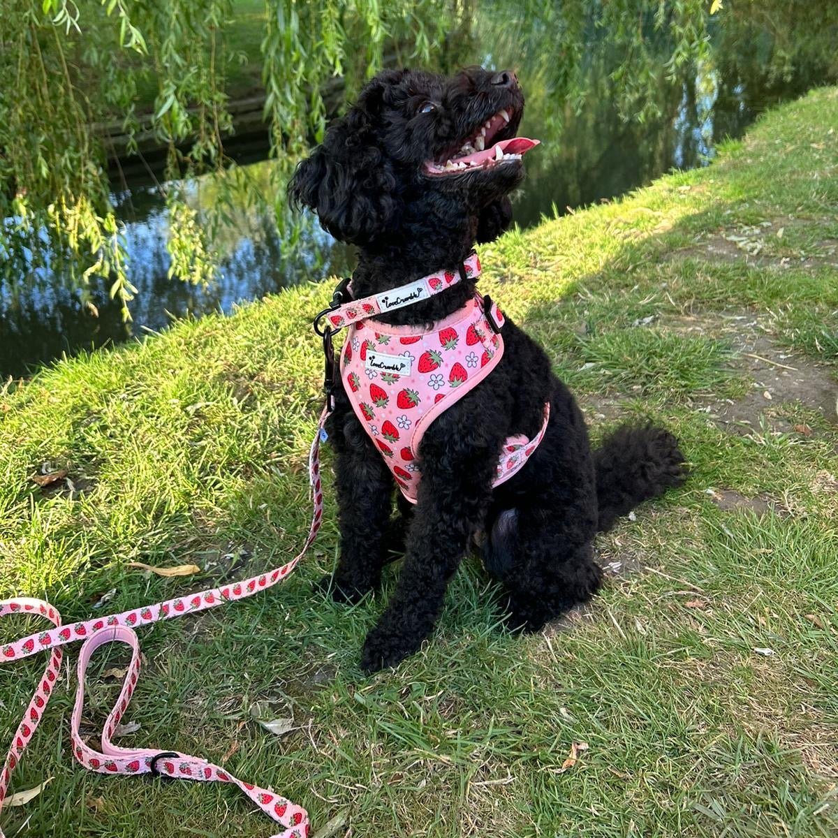 Strawberry Fields Set - Harness, Lead, Collar &amp; Poo Bag Holder