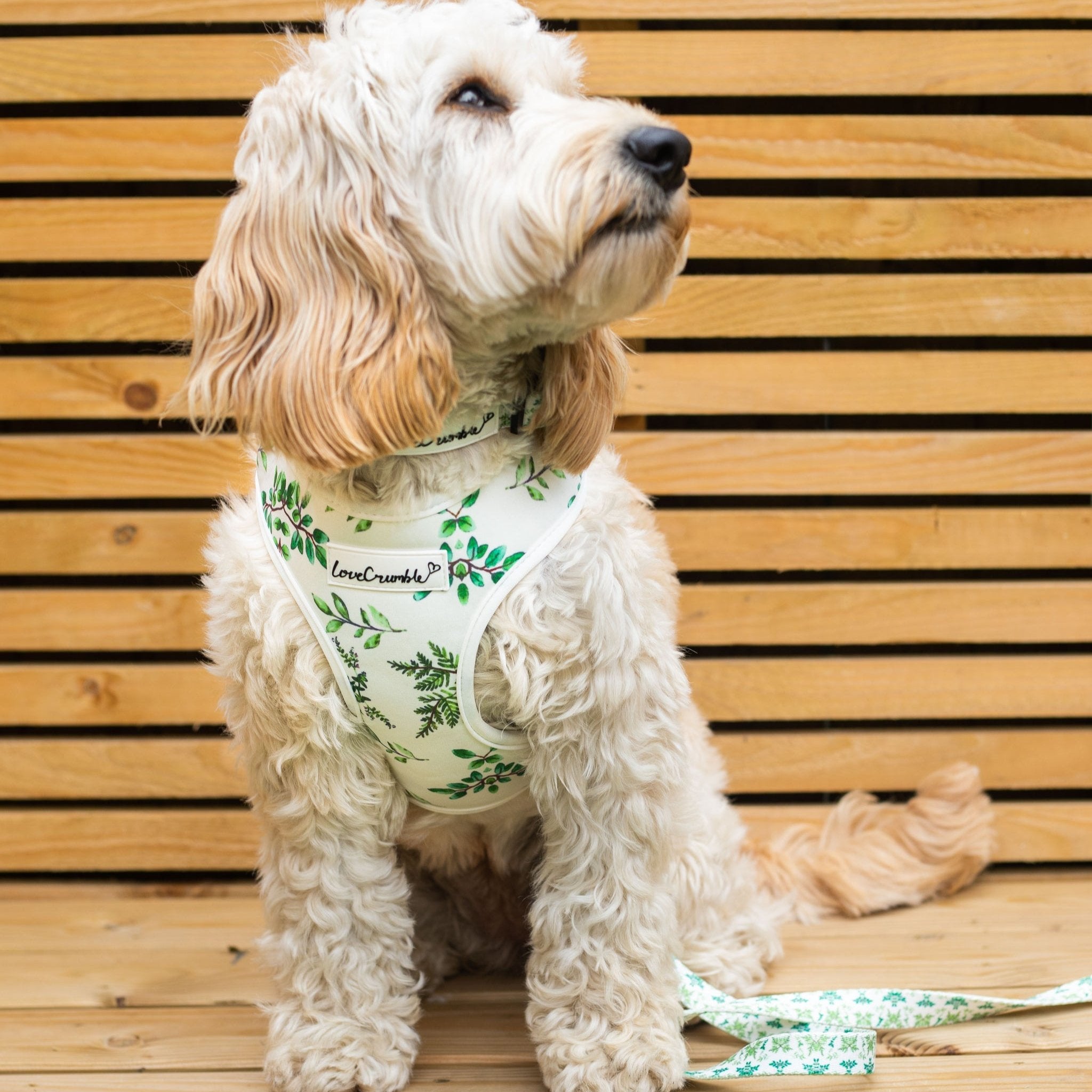 Botanical Garden Collar &amp; Lead Set