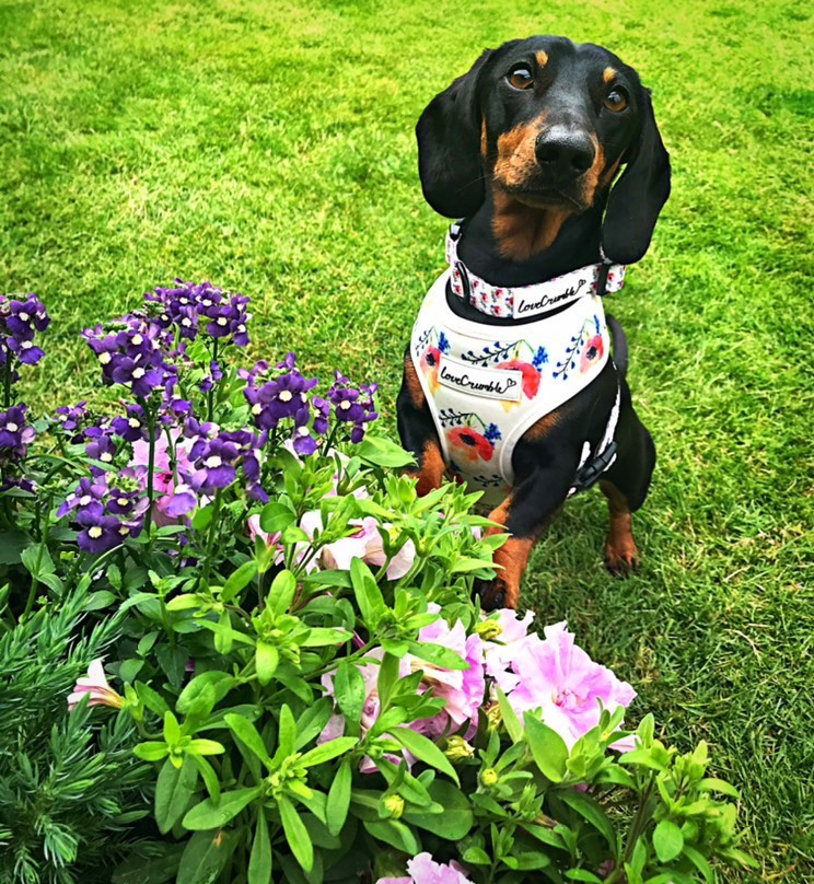 LoveCrumble Floral Sets - Harness, Collar &amp; Lead