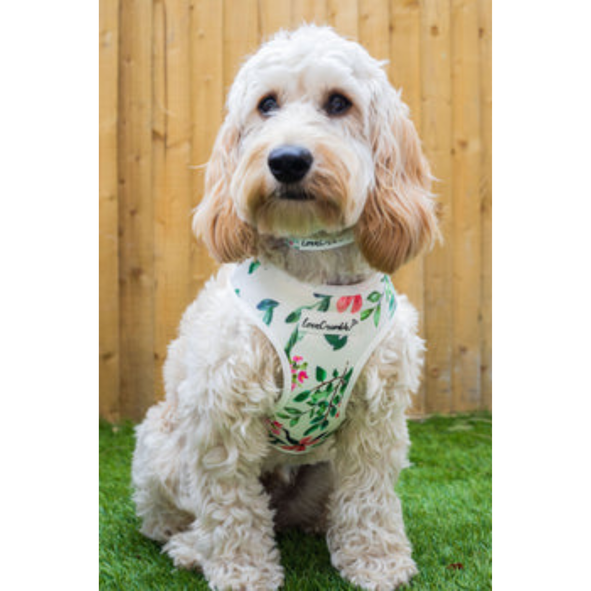 LoveCrumble Floral Sets - Harness, Collar &amp; Lead