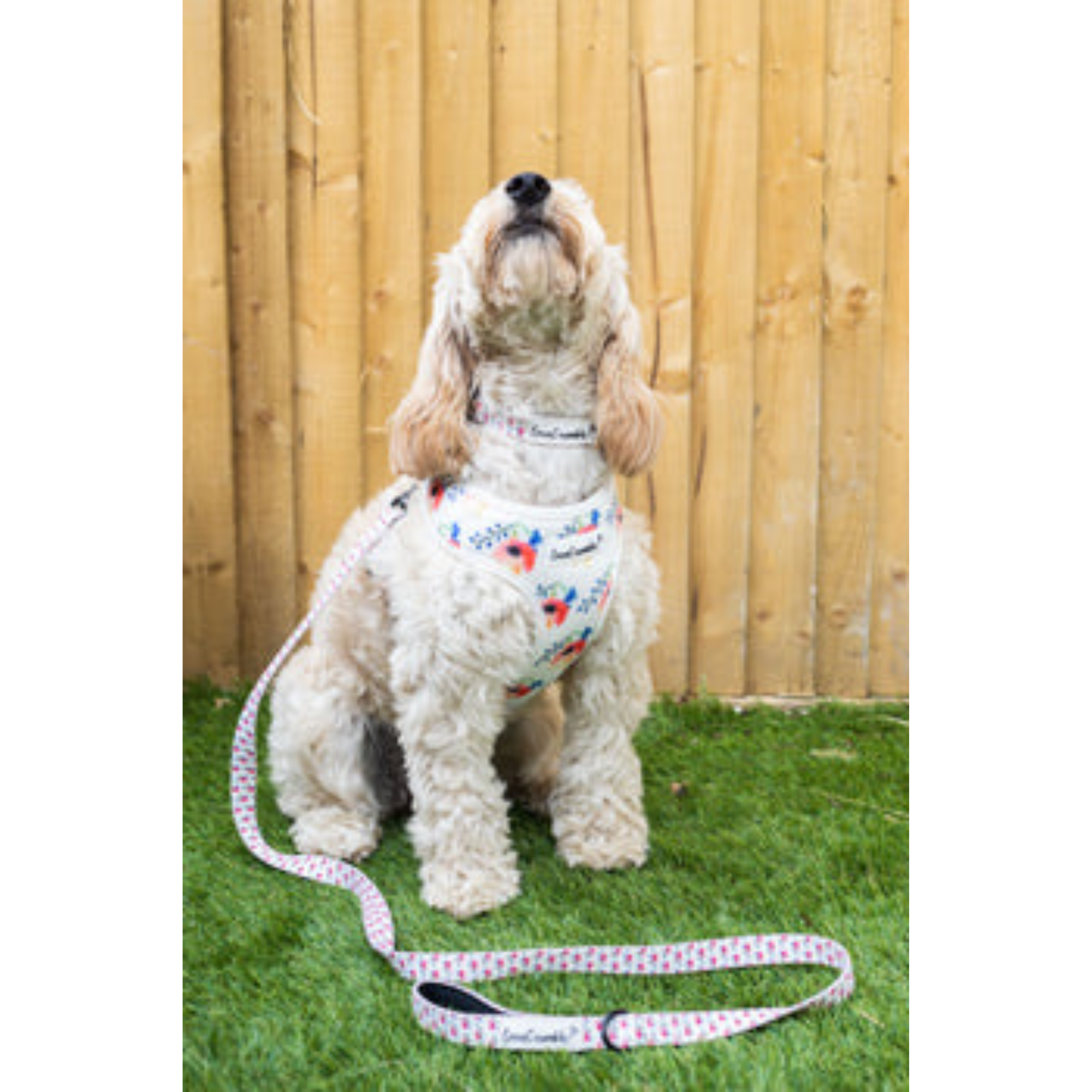 LoveCrumble Floral Sets - Harness, Collar &amp; Lead