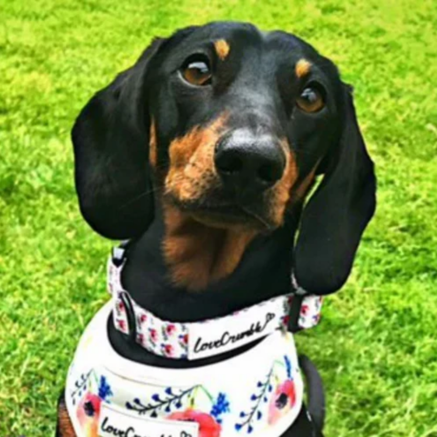 LoveCrumble Floral Sets - Harness, Collar &amp; Lead