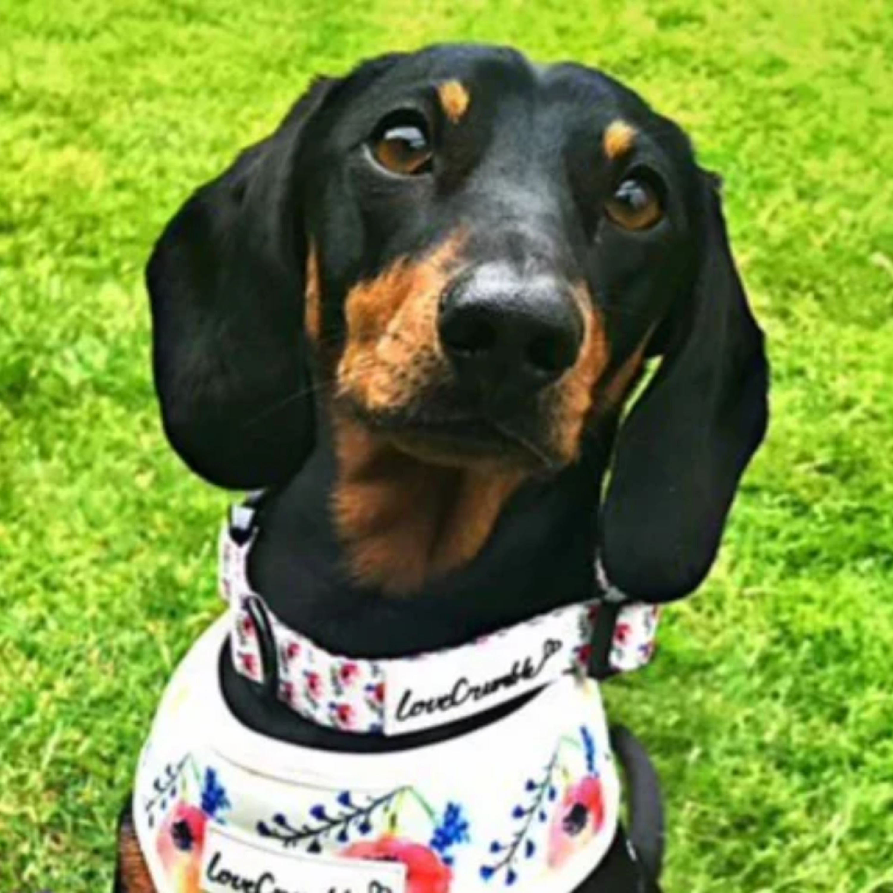 LoveCrumble Floral Sets - Harness, Collar &amp; Lead