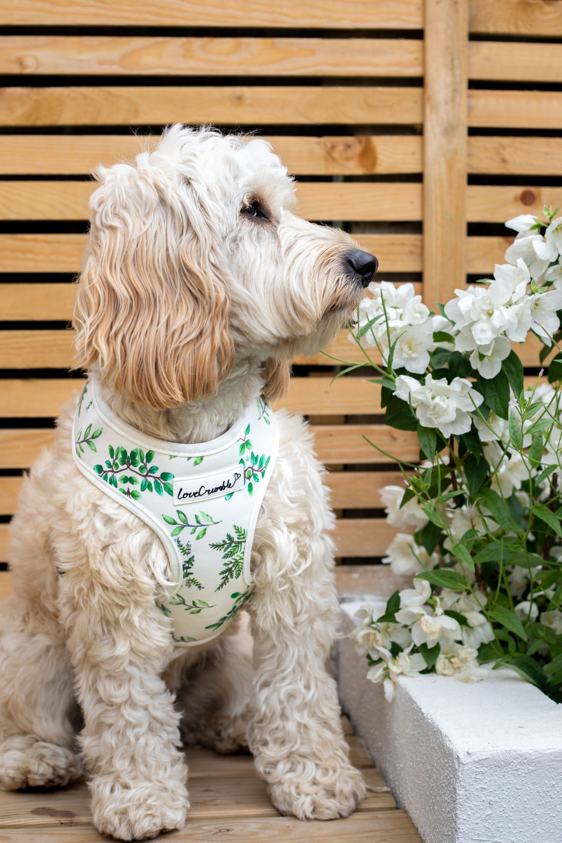 Botanical Garden Set - Dog Harness, Collar & Lead
