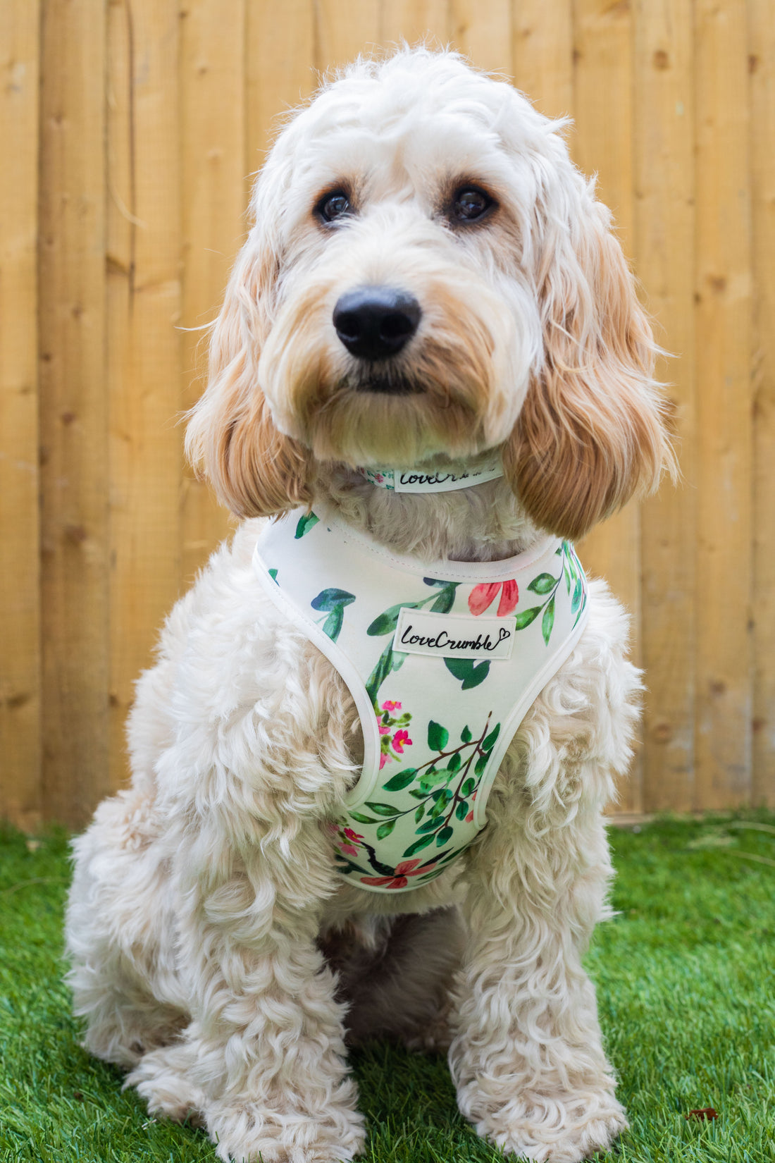 Spring Meadow Set - Dog Harness, Collar & Lead